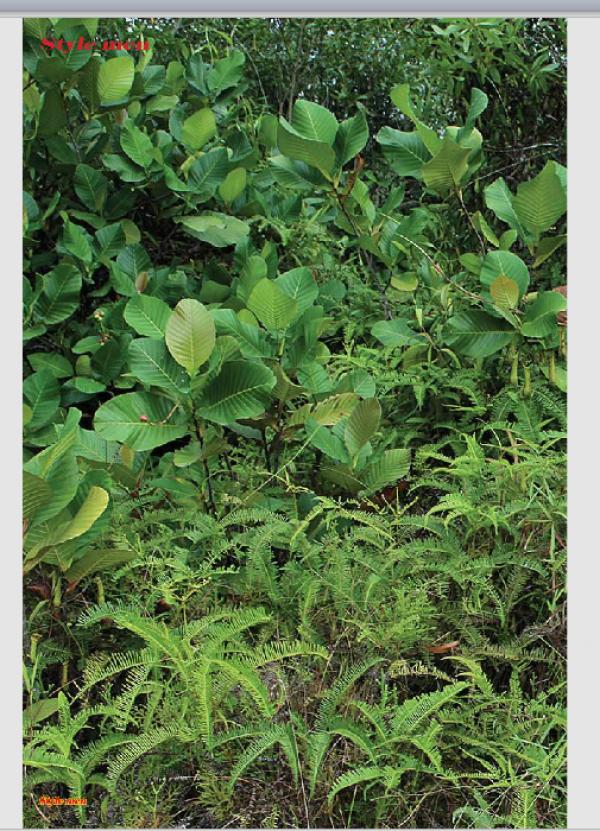 PHOTO-SET--Style-Men-X-15---Vietnamese-Go-Go-Boy-Tomas